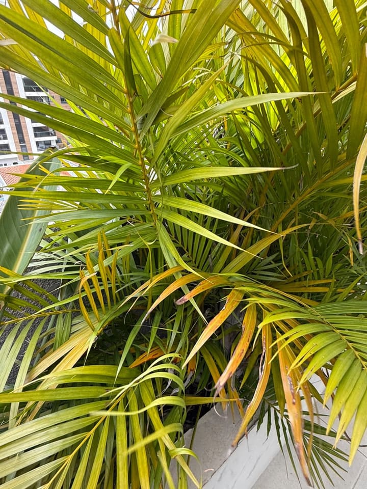 Areca-bambu com folhas amarelando, fotografada para o app identificar